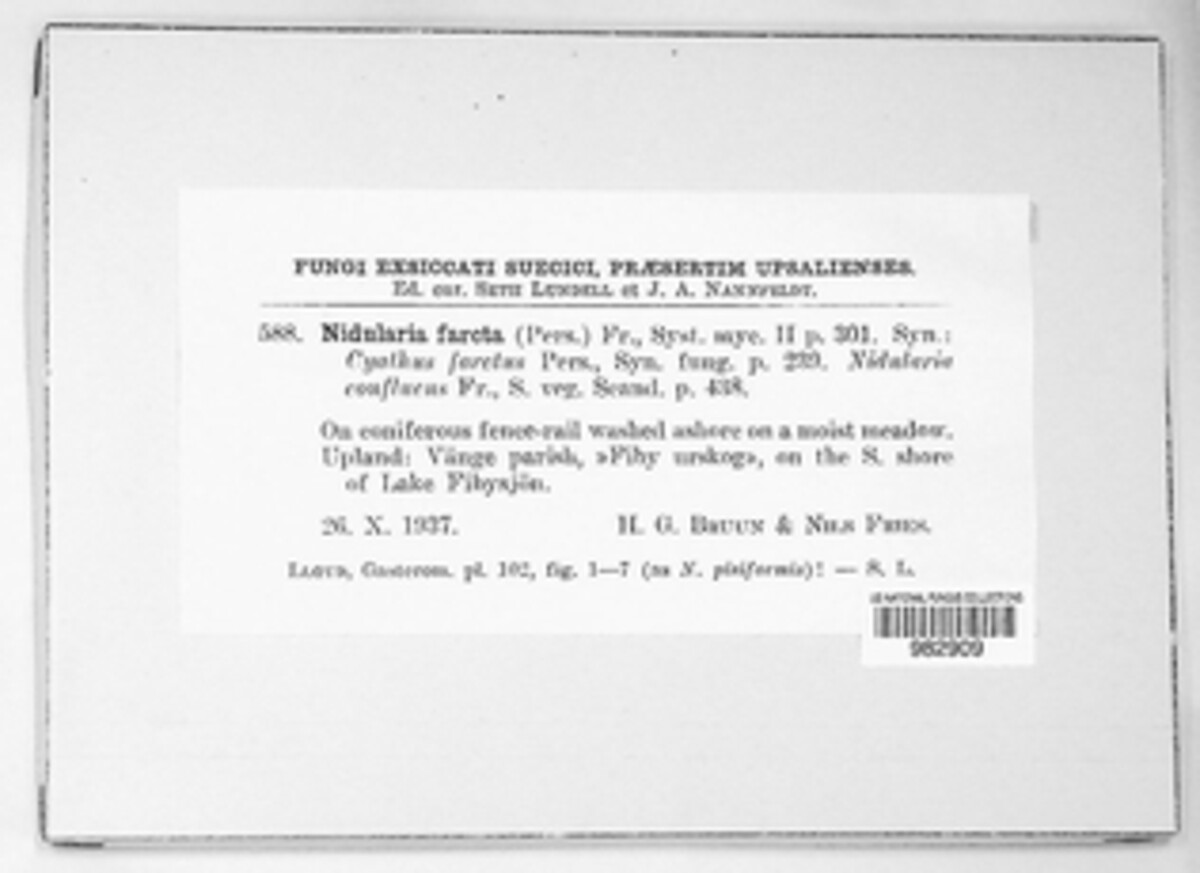Nidularia image